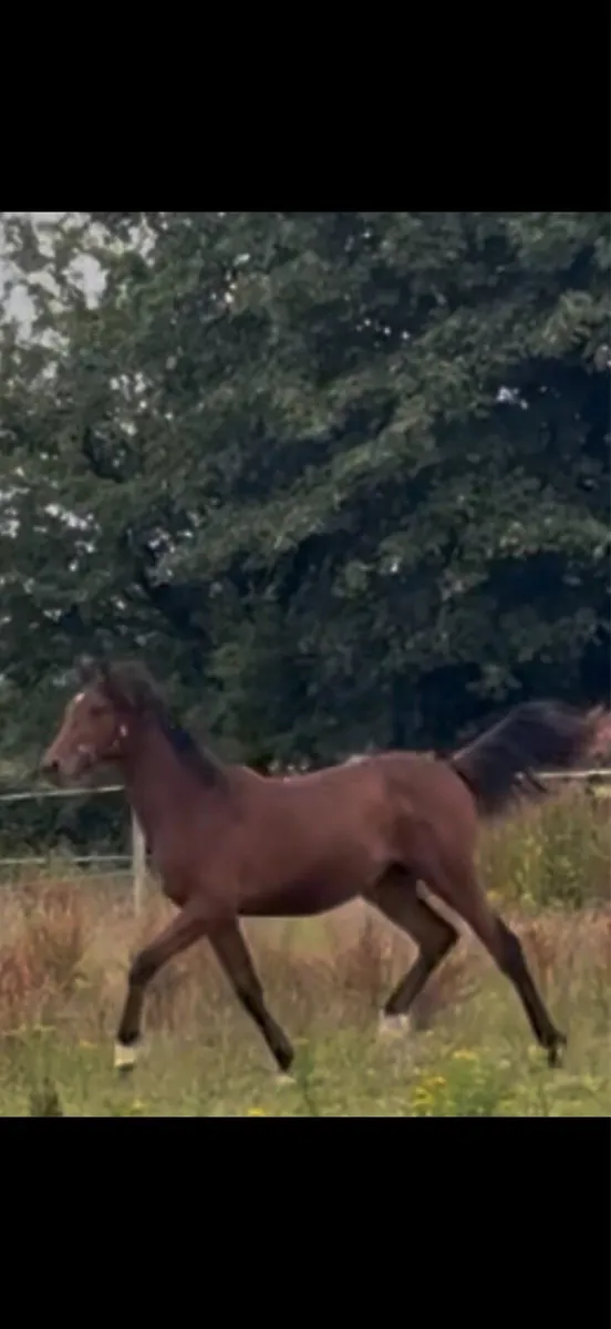 Bay Yearling Filly - Image 4