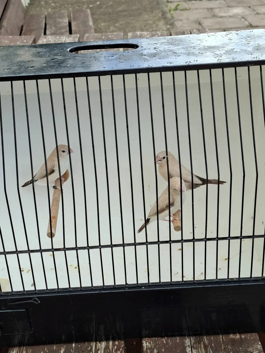 Foreign finch - Image 3