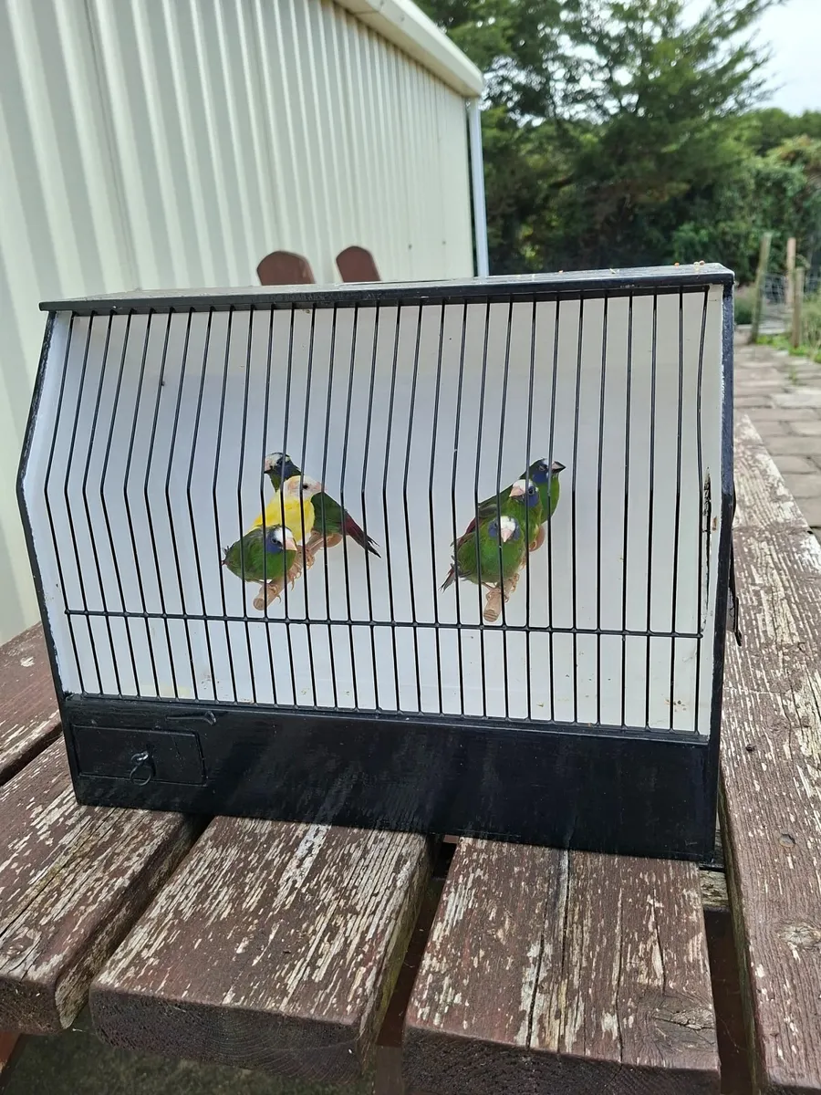 Foreign finch - Image 2