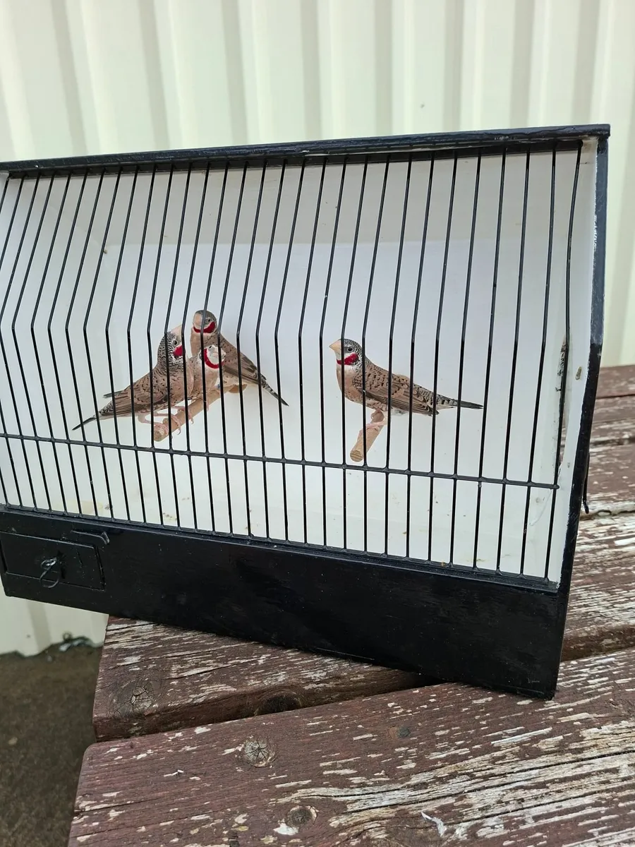 Foreign finch - Image 4