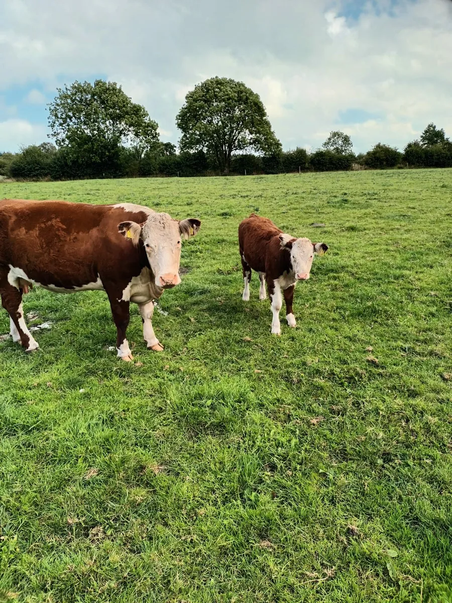 Pedigree Hereford - Image 1