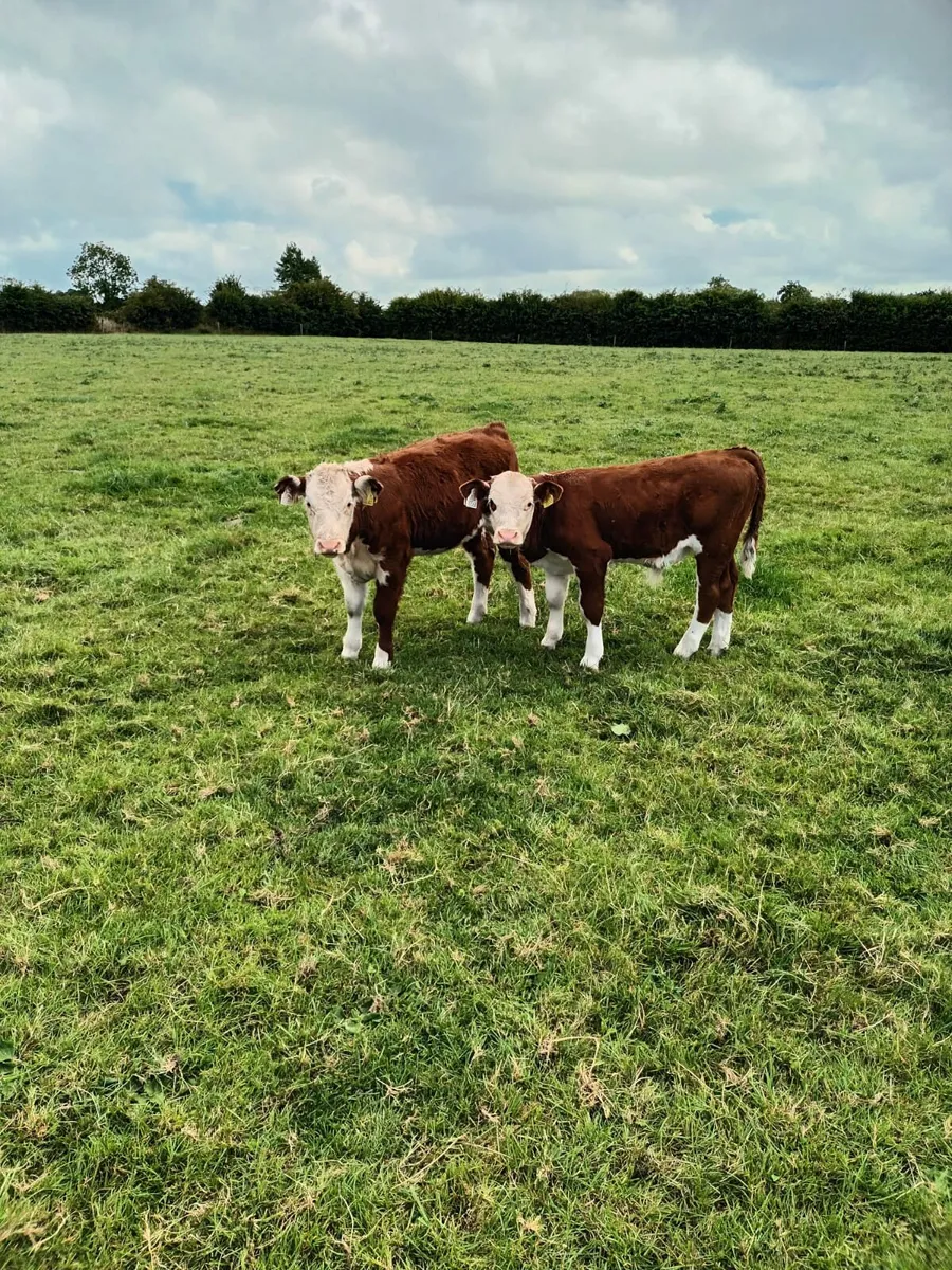 Pedigree Hereford - Image 2