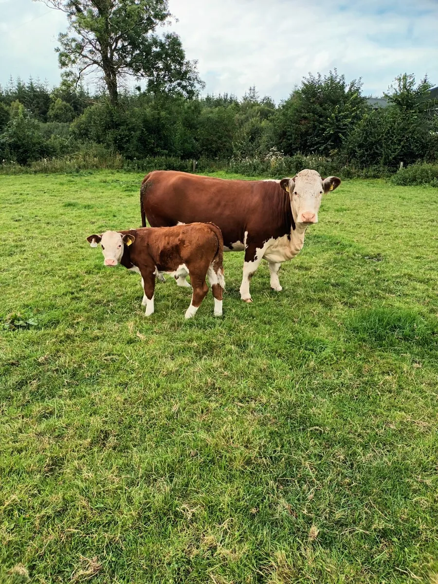 Pedigree Hereford - Image 3