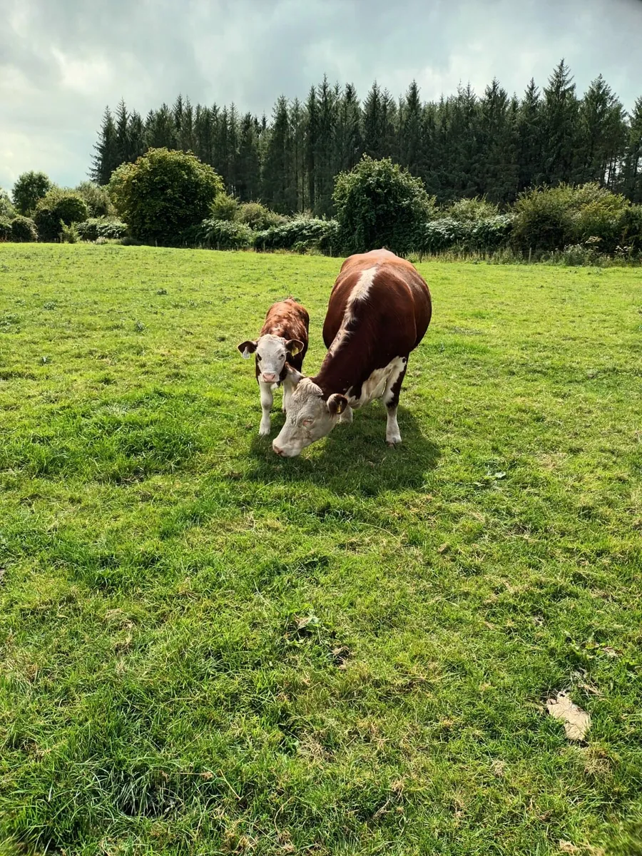 Pedigree Hereford - Image 4