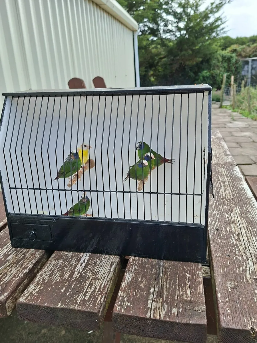 Foreign finch - Image 1