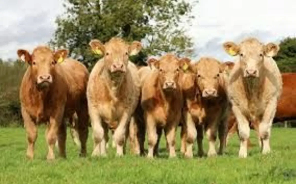 Headford Mart Charolais Show and Sale - Image 1