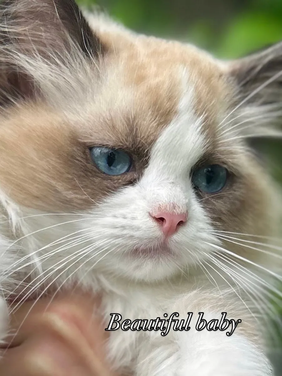 GCCFI pedigree kitten - Image 2