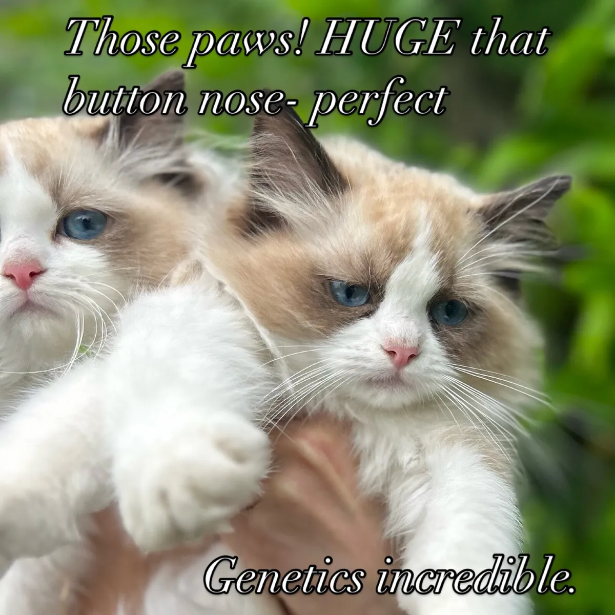 GCCFI pedigree kitten - Image 3