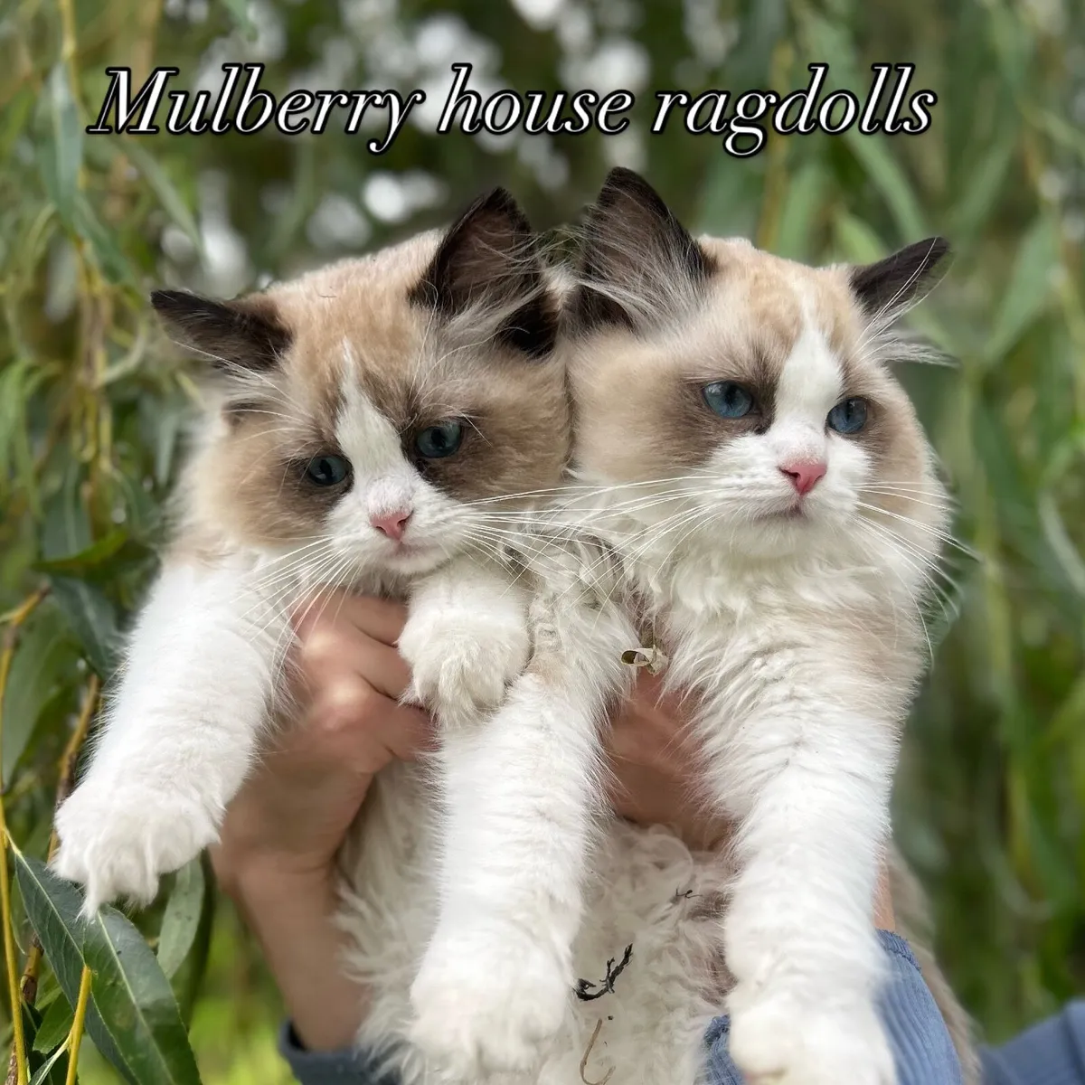 GCCFI pedigree kitten - Image 1