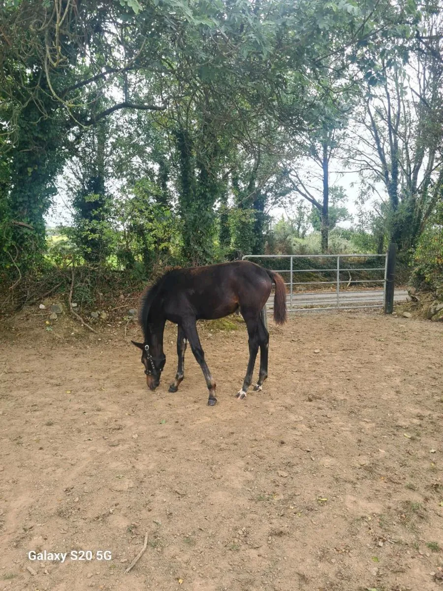 Winning Doyen mare - Image 3