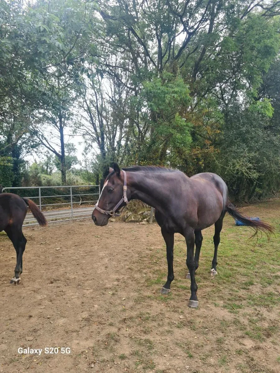 Winning Doyen mare - Image 4