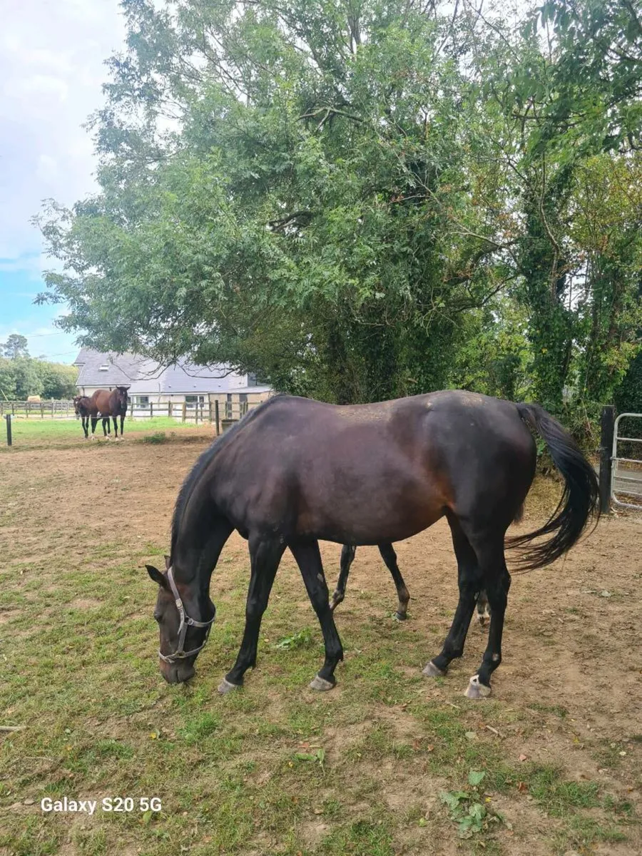 Winning Doyen mare - Image 1