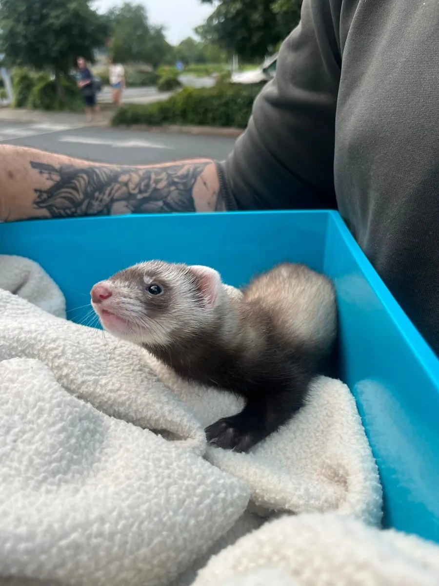 Ferret - Image 1