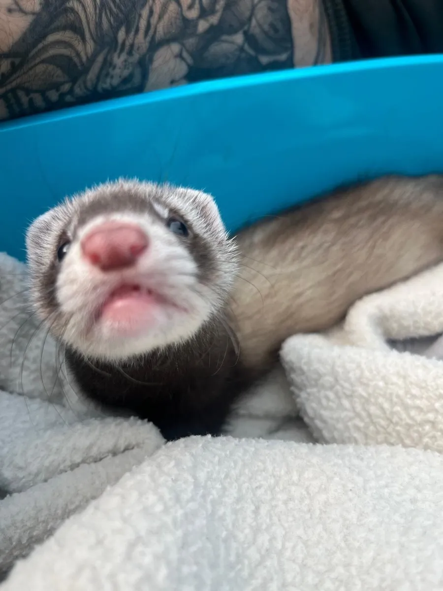 Ferret - Image 2