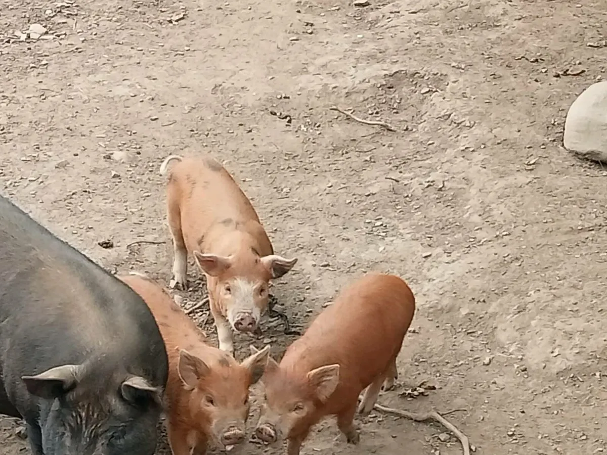 Female organic feed piglets - Image 1