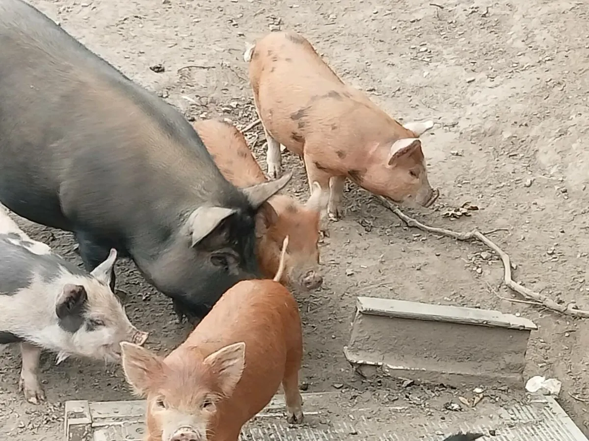Female organic feed piglets - Image 2