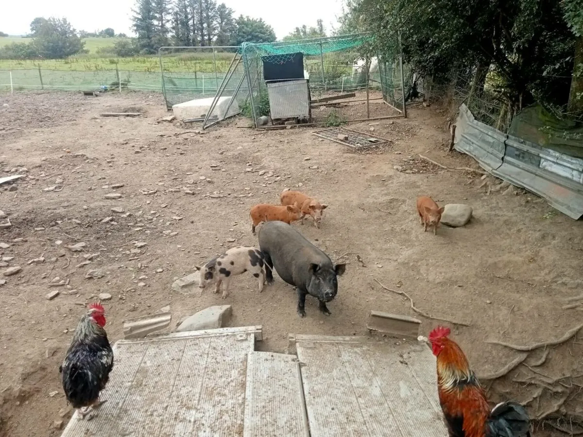 Female organic feed piglets - Image 3