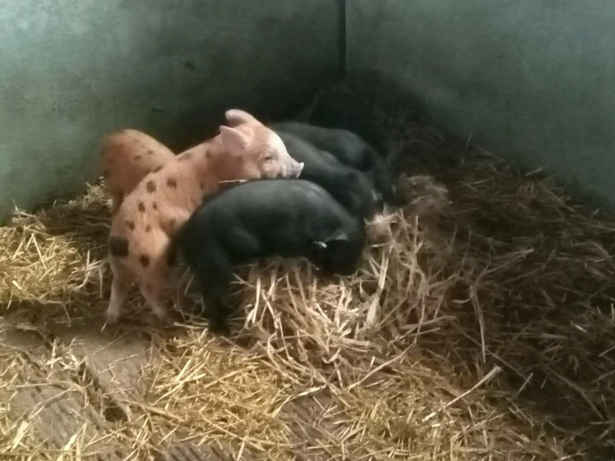 Female organic feed piglets - Image 4