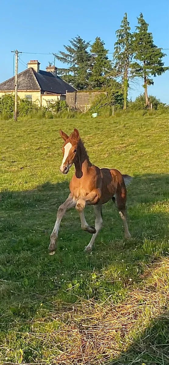 Colt by BGS Oceanview x Puissance x Cruising - Image 2