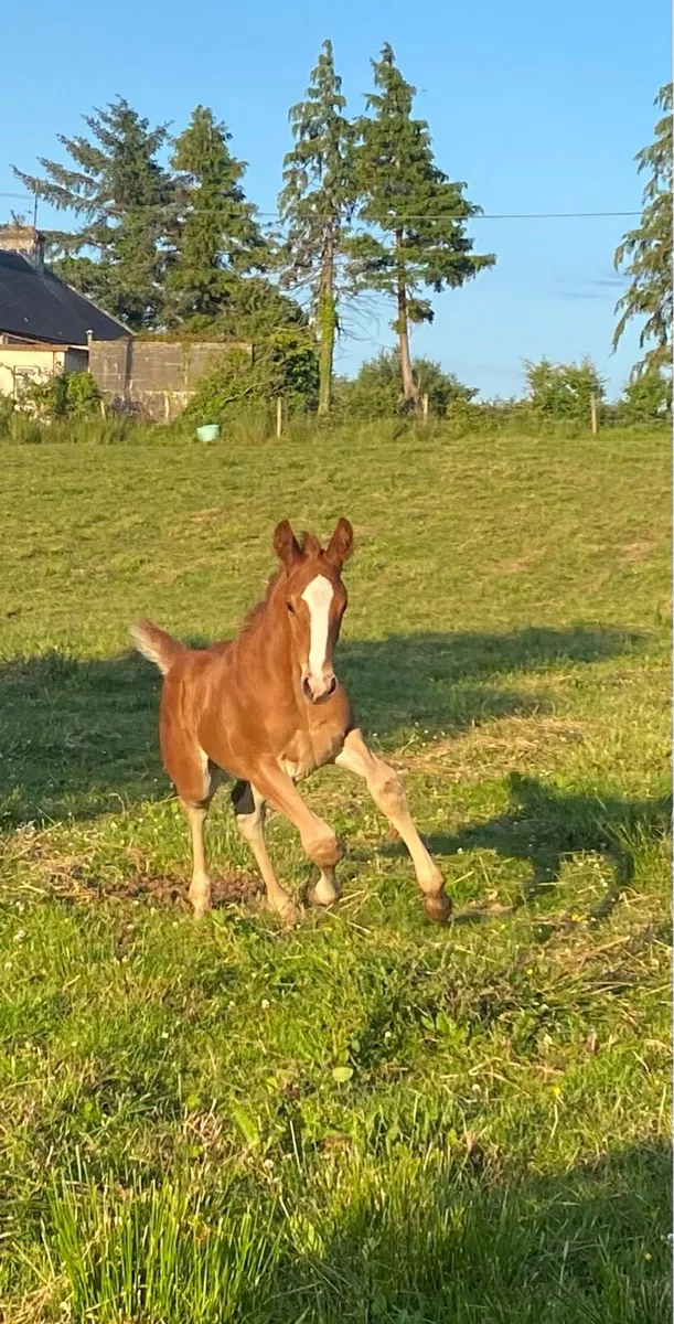 Colt by BGS Oceanview x Puissance x Cruising - Image 3