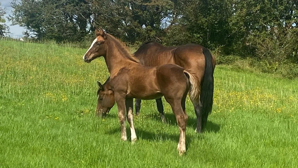 Colt by BGS Oceanview x Puissance x Cruising - Image 1