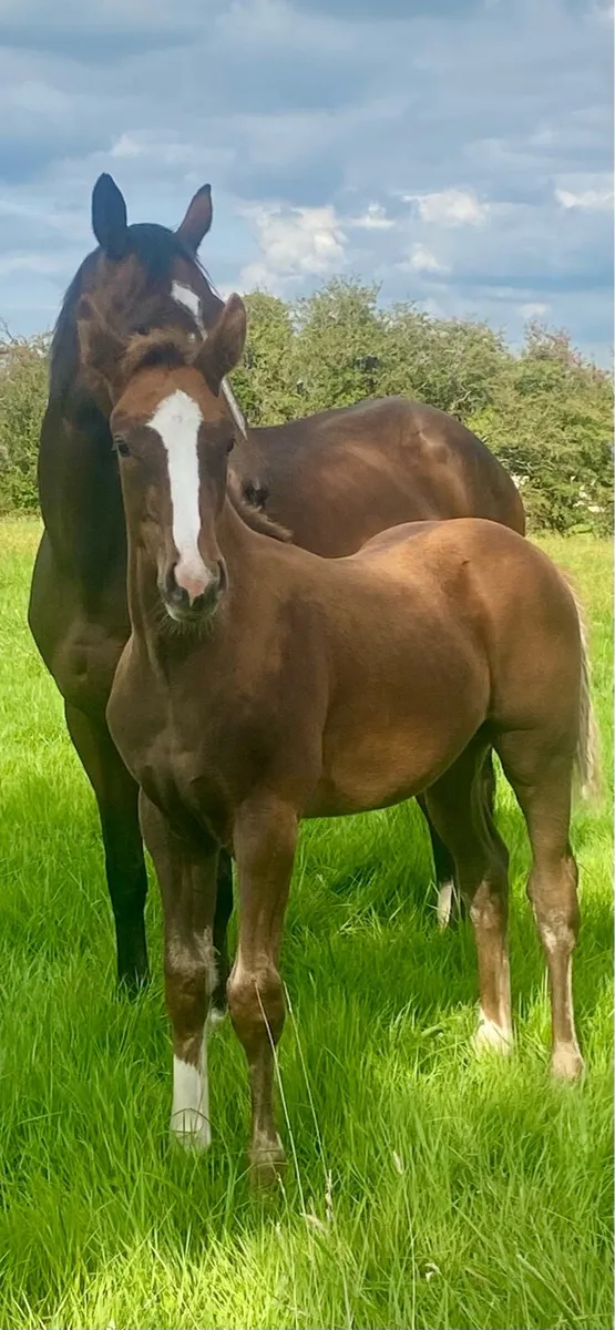 Colt by BGS Oceanview x Puissance x Cruising - Image 4