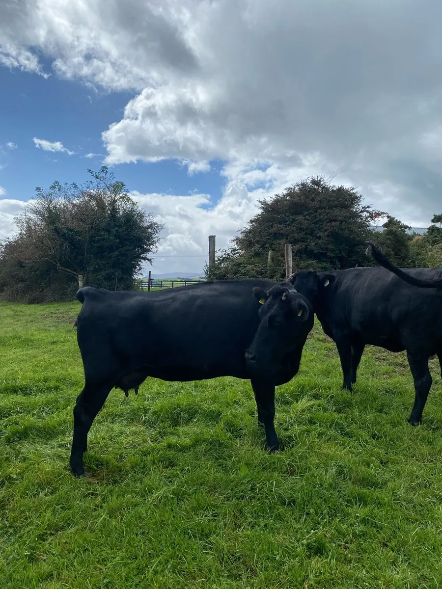 Pure bred Kerry - Image 1