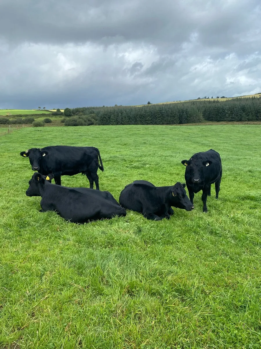 Pure bred Kerry - Image 3