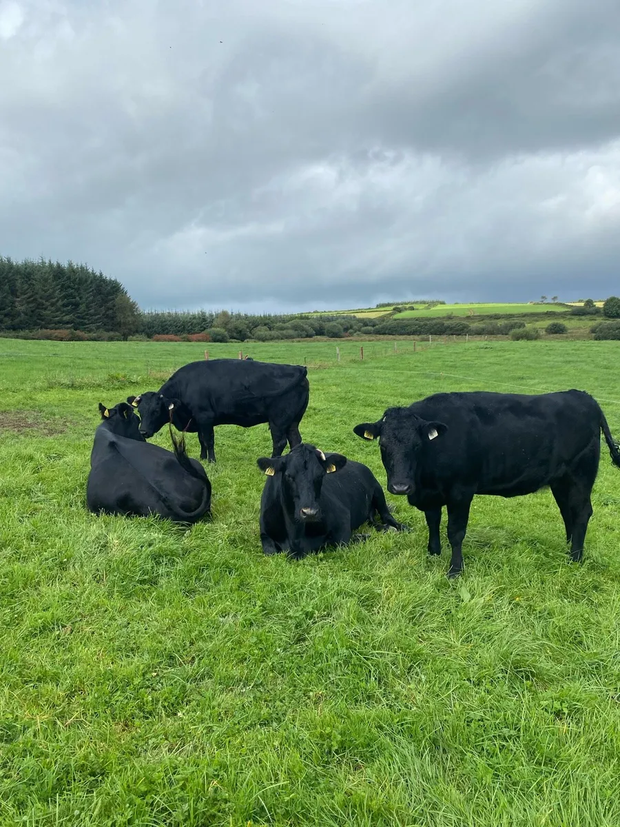 Pure bred Kerry - Image 4