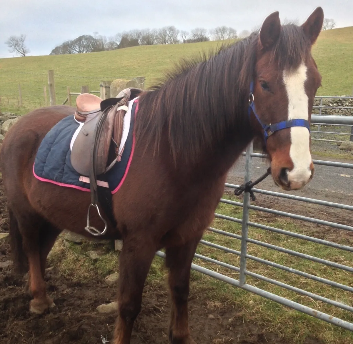 Companion Pony - Image 1