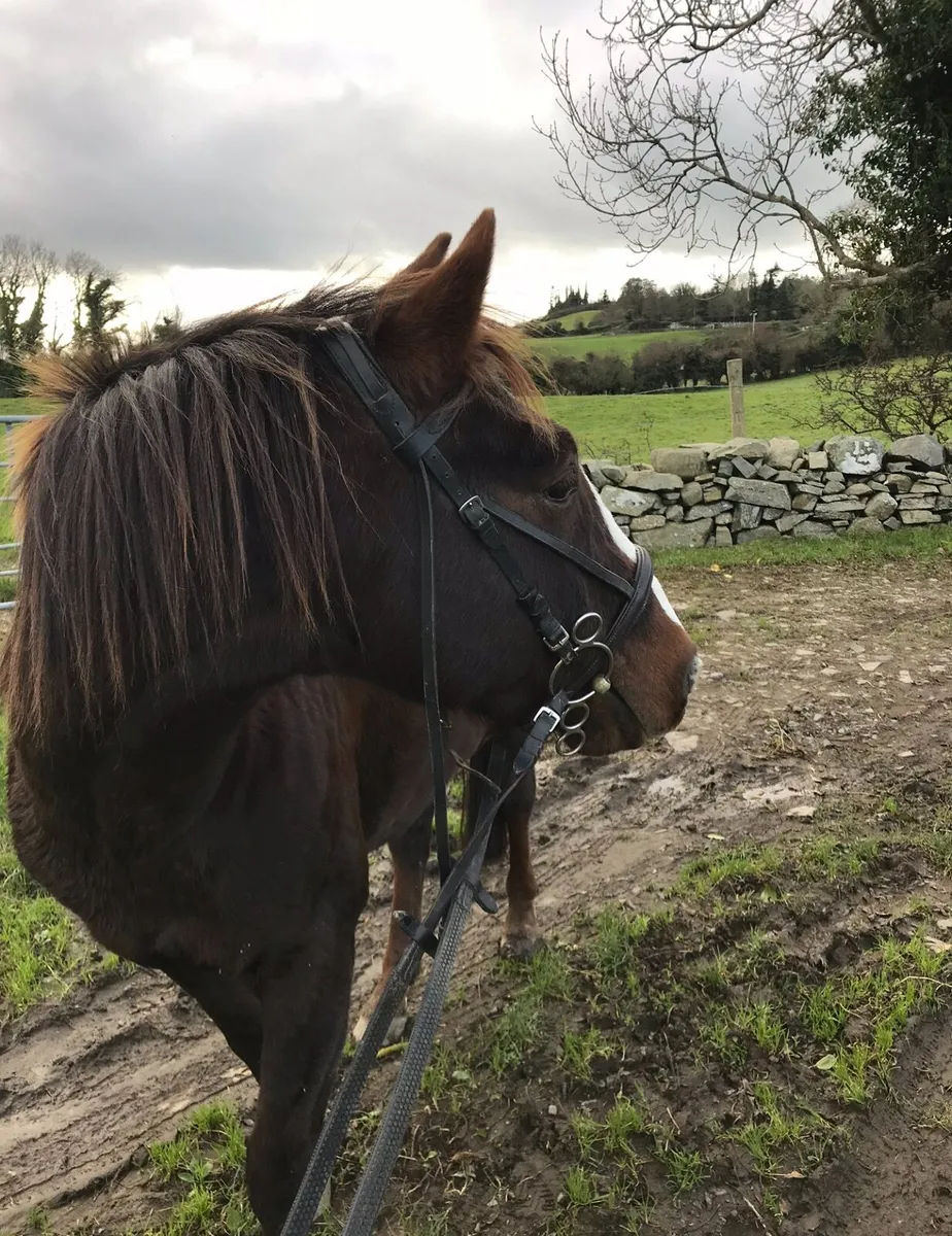 Companion Pony - Image 3