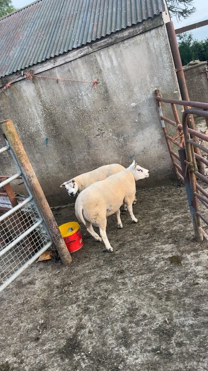 Pedigree Beltex Rams - Image 1