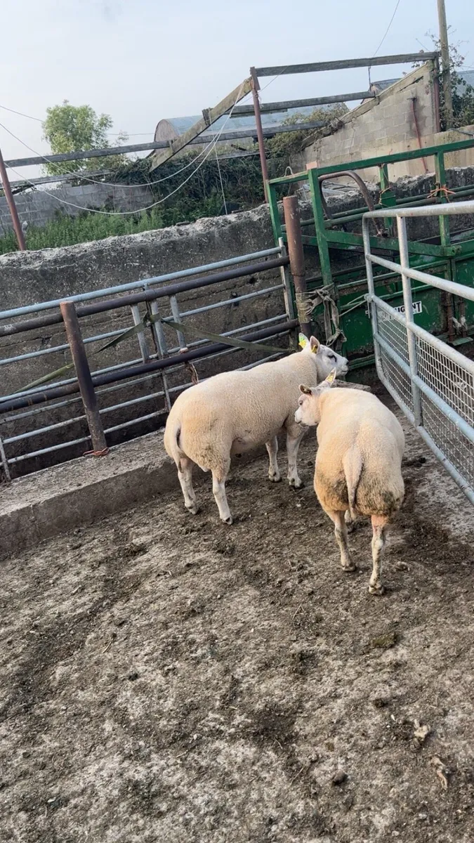 Pedigree Beltex Rams - Image 2