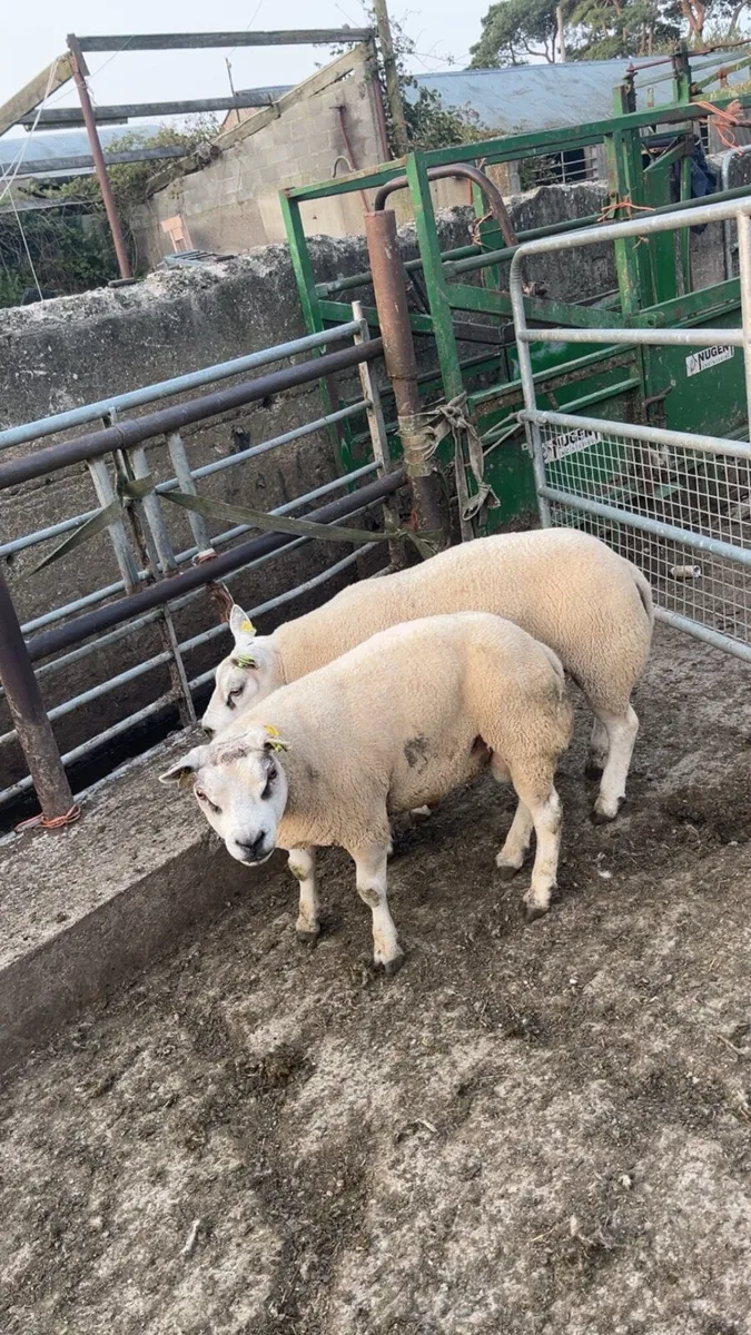 Pedigree Beltex Rams - Image 3