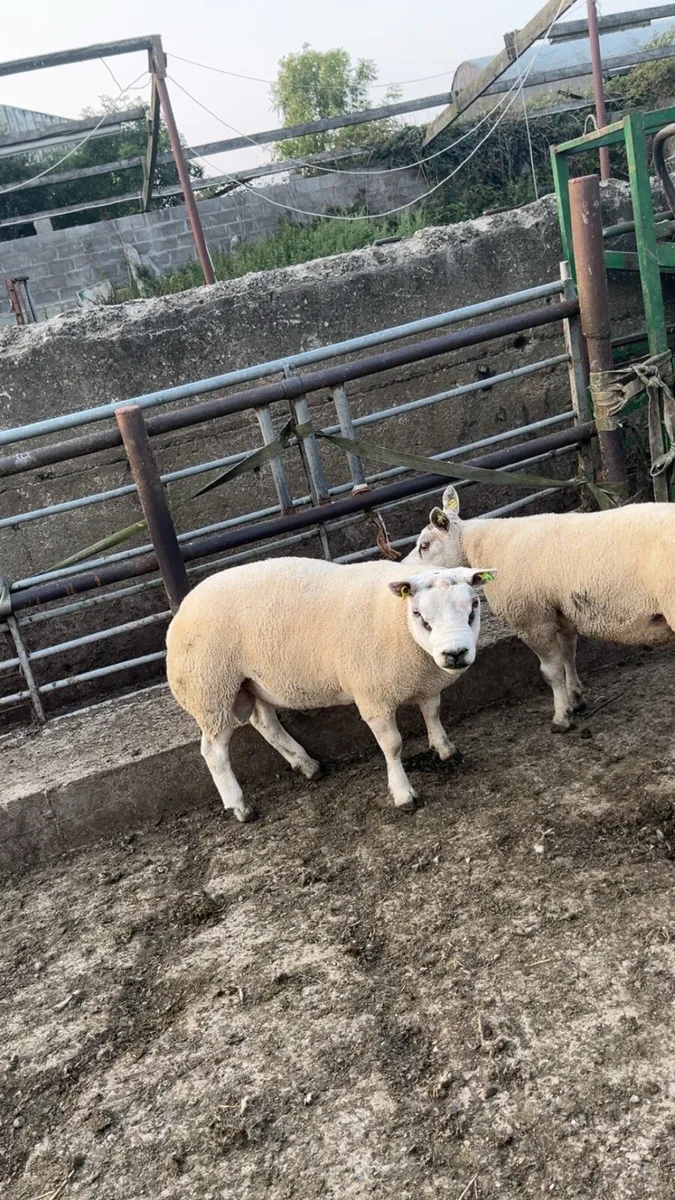 Pedigree Beltex Rams - Image 4
