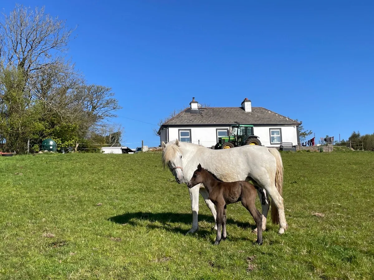 Connemara Broodmare in Foal & Foal at Foot - Image 1
