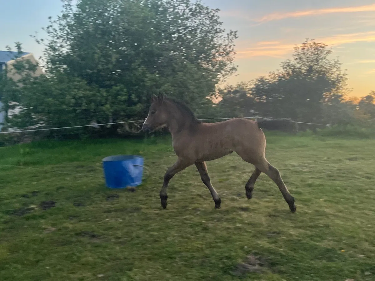 Connemara Broodmare in Foal & Foal at Foot - Image 2