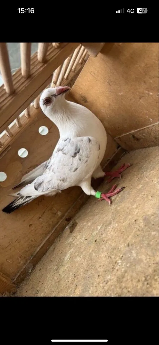 Pigeon - Image 1