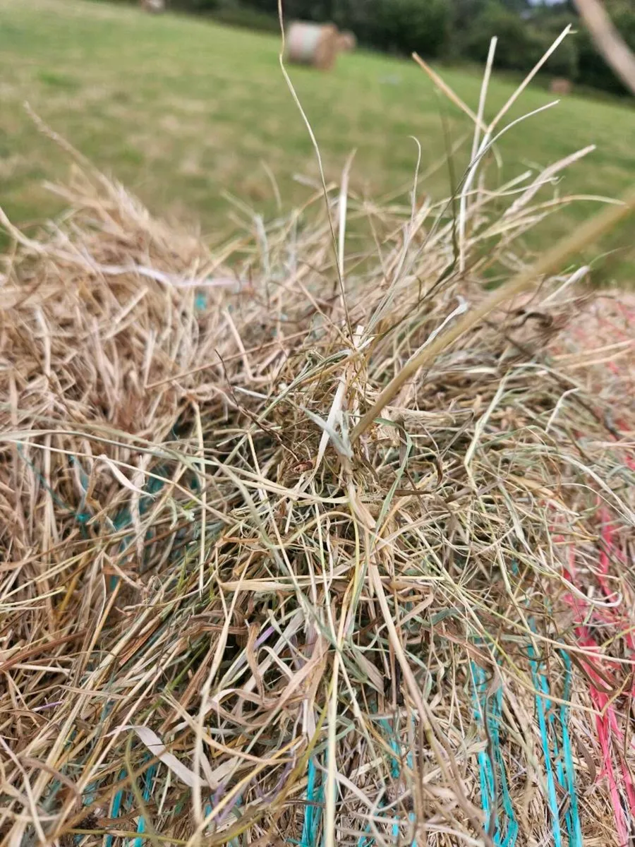 Organic hay - Image 1
