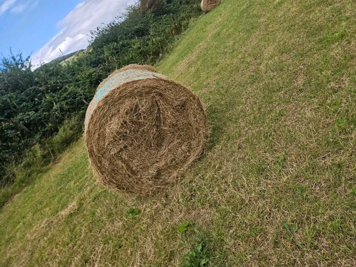 Organic hay - Image 2
