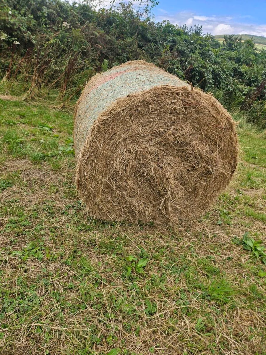 Organic hay - Image 3