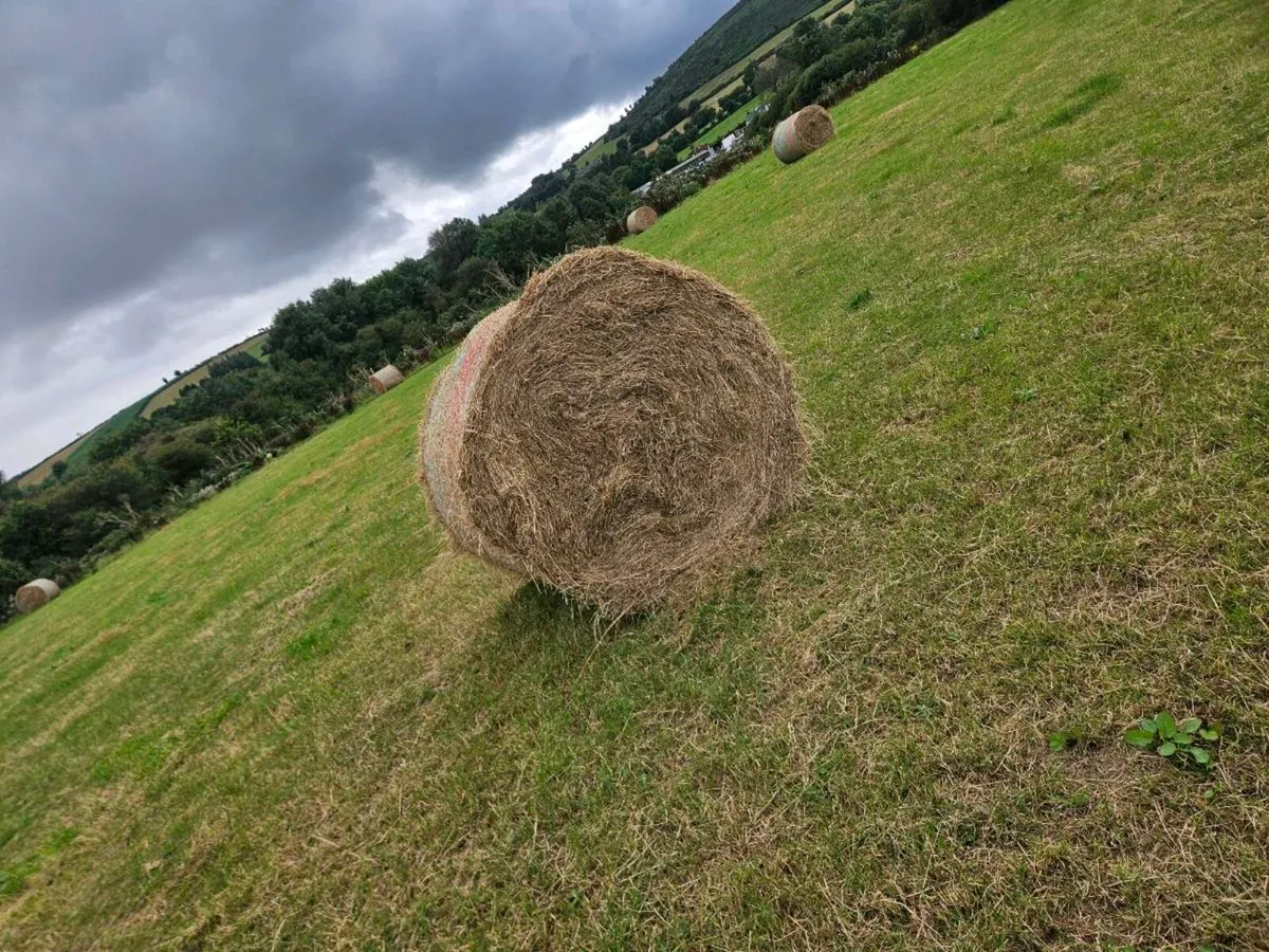 Organic hay - Image 4