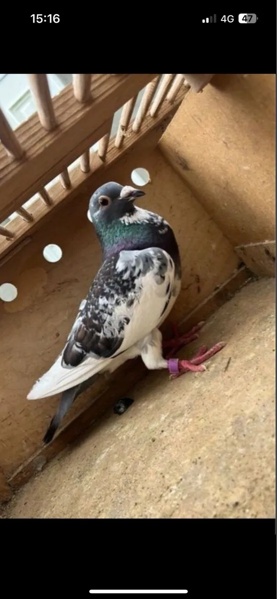 Pigeon - Image 2