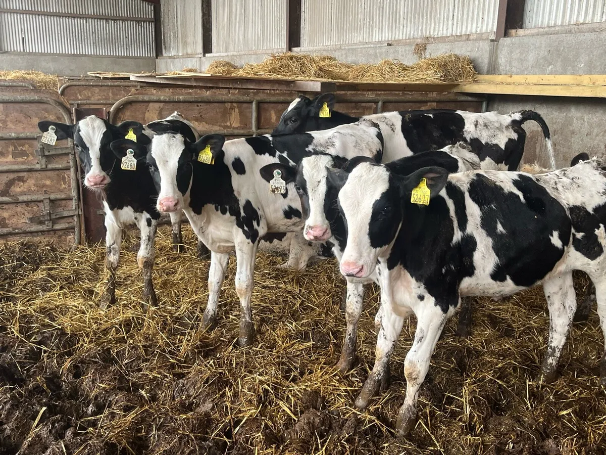 Heifers - Image 1