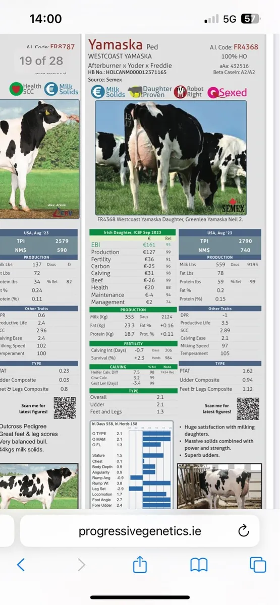 Heifers - Image 2