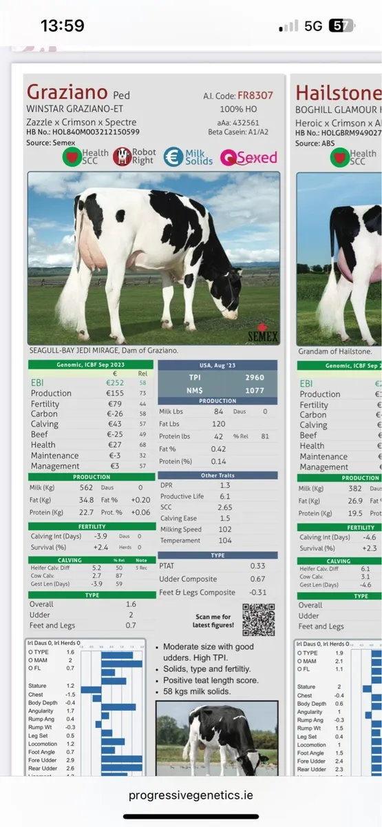 Heifers - Image 4