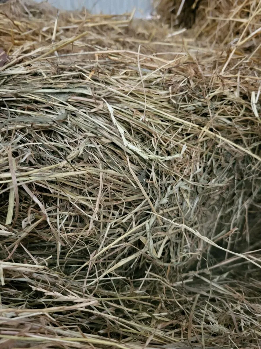 June hay - Image 2