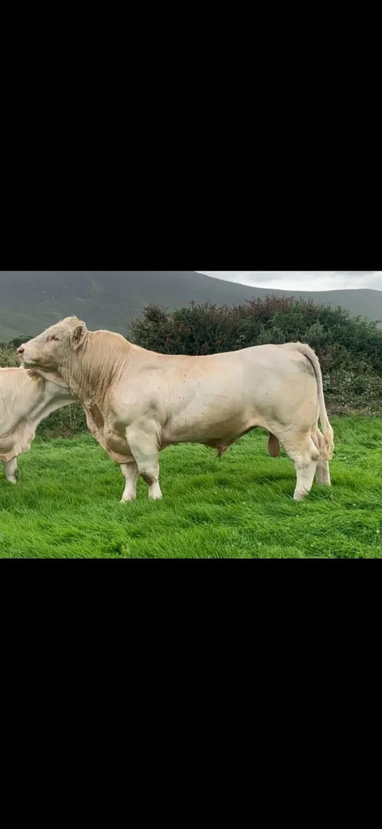 Purebred Charolais Bull - Image 1