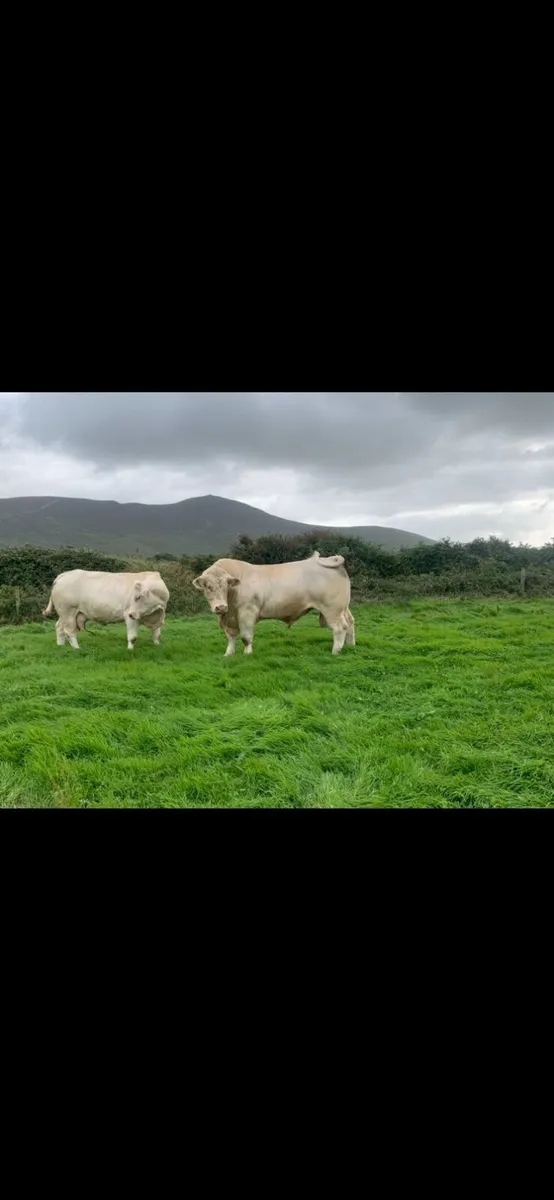 Purebred Charolais Bull - Image 2