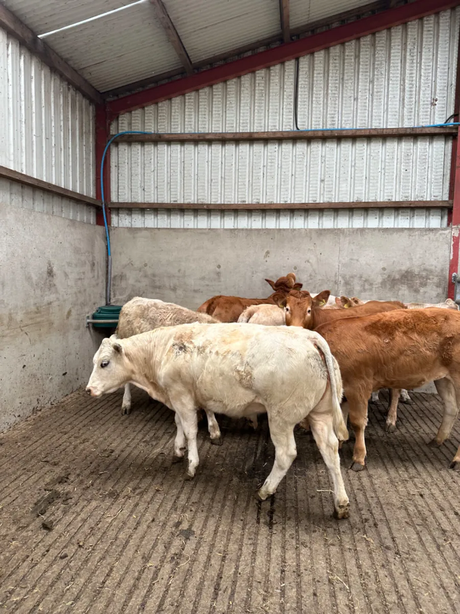 Charolais and lim heifers - Image 1